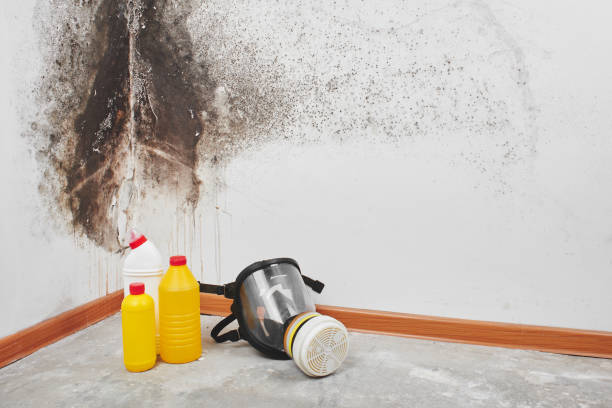 Best Mold Damage Repair  in Poncha Springs, CO