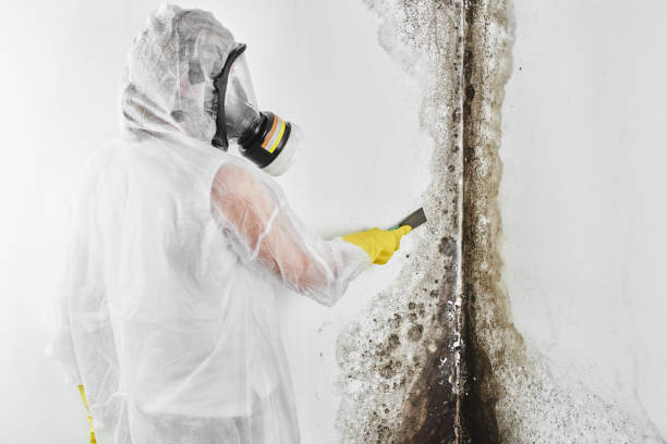 Best Attic Mold Removal  in Poncha Springs, CO