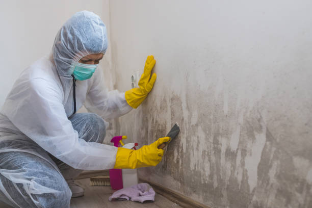 Best Crawl Space Mold Removal  in Poncha Springs, CO