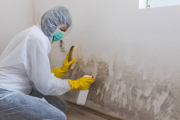 Best Mold Remediation Experts  in Poncha Springs, CO