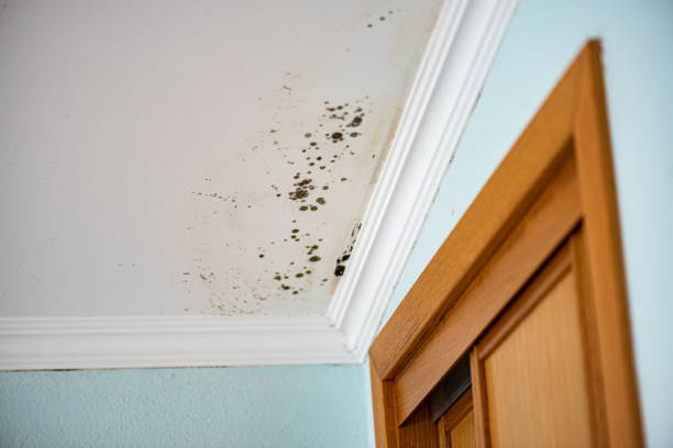 Best Same-Day Mold Removal  in Poncha Springs, CO