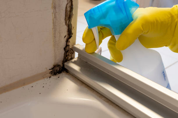 Best Attic Mold Removal  in Poncha Springs, CO
