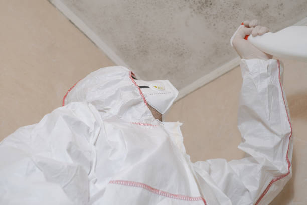 Certified Mold Removal in Poncha Springs, CO