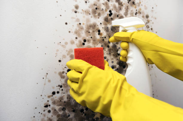 Best Emergency Mold Removal  in Poncha Springs, CO