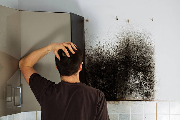 Mold Removal and Inspection in Poncha Springs, CO