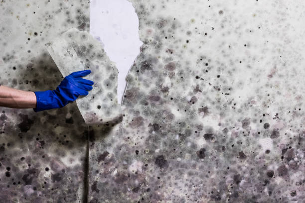 Best Mold Cleaning Services  in Poncha Springs, CO