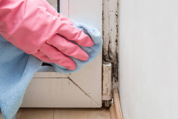 Attic Mold Removal in Poncha Springs, CO