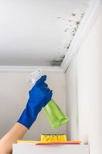 Best Fast Mold Removal  in Poncha Springs, CO
